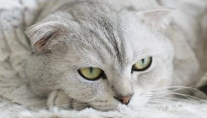 天天盈球即时比分直播-亚亚-图雷入驻小红书：在这里，我想和你们分享的不只是足球